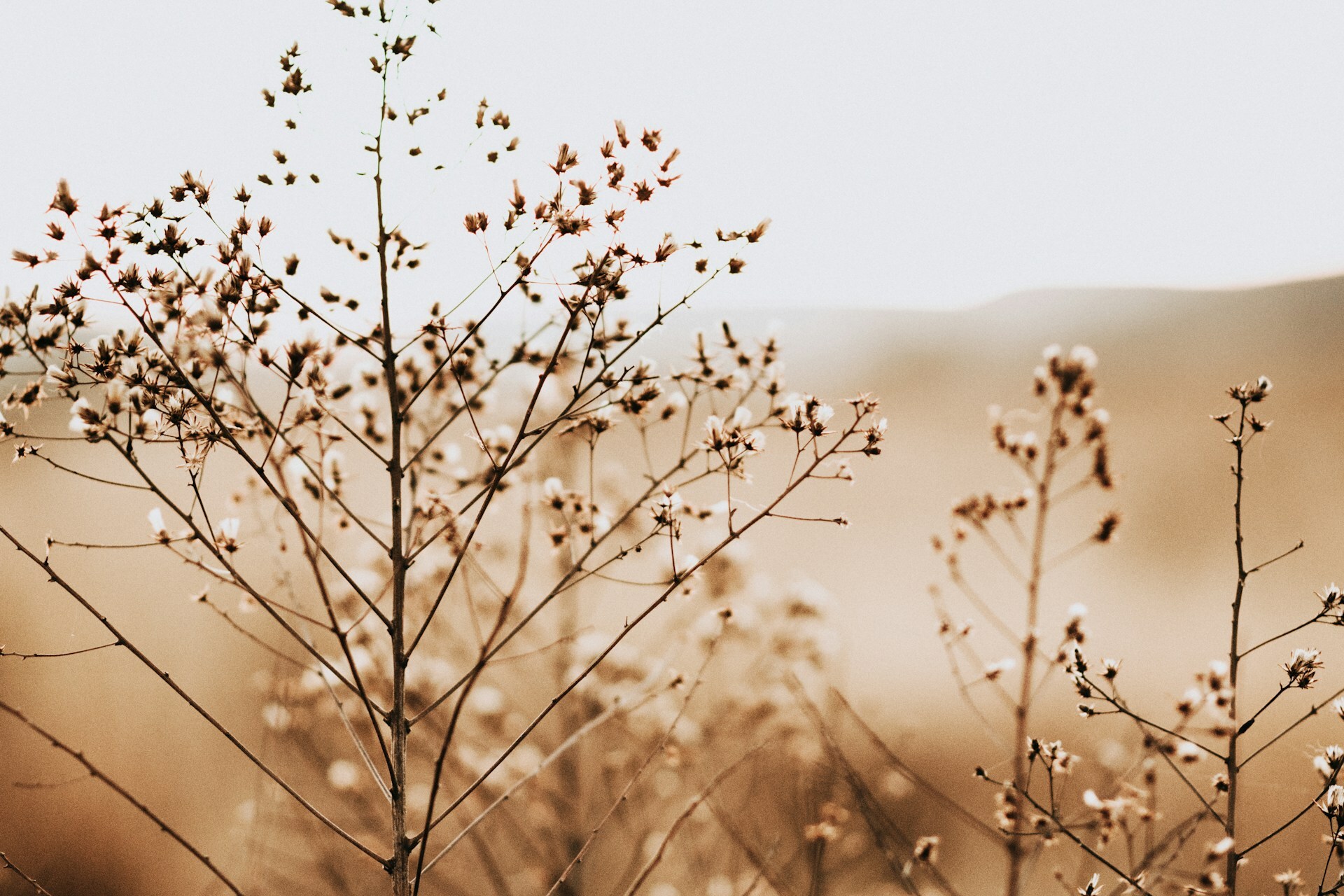 een veld met bloemen